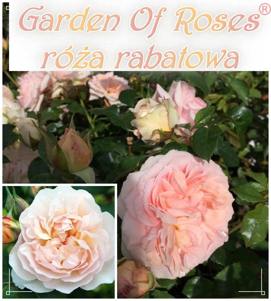 Garden of Roses róże rabatowe kol